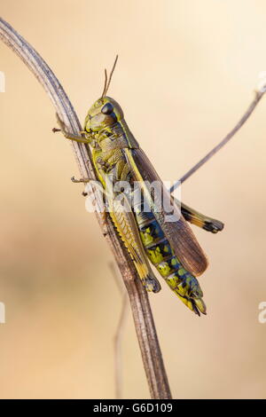, Deutschland / (Stethophyma Grossum) Stockfoto