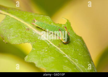 Foxy Kaiser, Raupe / (Charaxes Jasius) Stockfoto