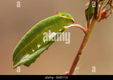 Foxy Kaiser, Raupe / (Charaxes Jasius) Stockfoto