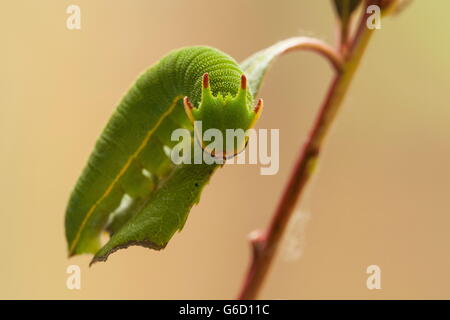 Foxy Kaiser, Raupe / (Charaxes Jasius) Stockfoto