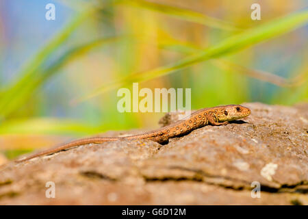 Zauneidechse, jung, Deutschland / (Lacerta Agilis) Stockfoto