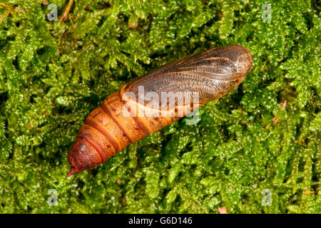 Spurge Hawk-Moth, Kokon (stark Euphorbiae), Deutschland Stockfoto