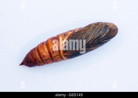 Spurge Hawk-Moth, Kokon, Deutschland / (stark Euphorbiae) Stockfoto