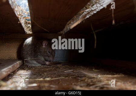 Ratte, im Versteck, Deutschland / (Rattus Norvegicus Forma Domestica) Stockfoto