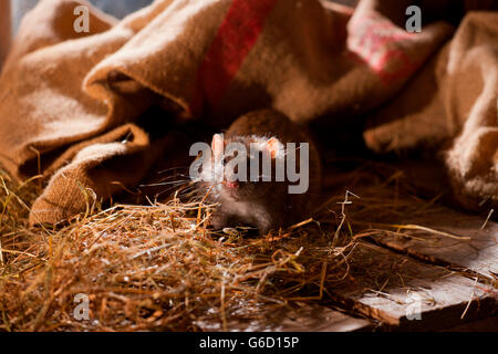 Ratte, im Tierheim, Deutschland / (Rattus Norvegicus Forma Domestica) Stockfoto