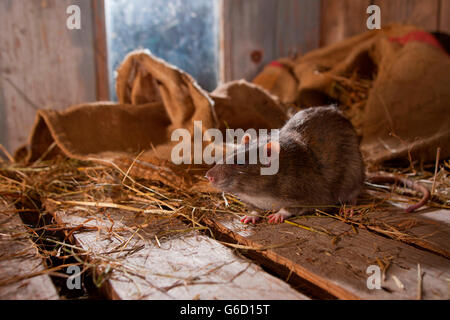 Ratte, in Scheune, Deutschland / (Rattus Norvegicus Forma Domestica) Stockfoto