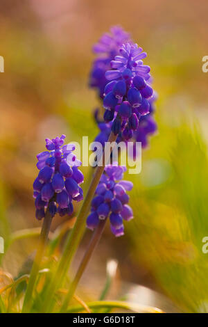 Gemeinsamen Grape Hyacinth, Deutschland / (Muscari Neglectum) Stockfoto