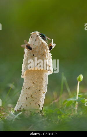 gemeinsamen Stinkmorchel, fliegt auf, Deutschland / (Phallus Impudicus) Stockfoto