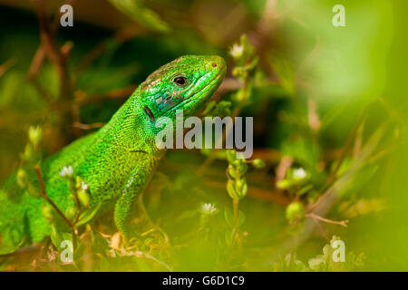 westliche Smaragdeidechse, Kaiserstuhl, Deutschland / (Lacerta Bilineata) Stockfoto