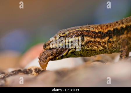 gemeinsamen Mauereidechse, Raupe, Kaiserstuhl, Deutschland Essen / (Podarcis Muralis) Stockfoto