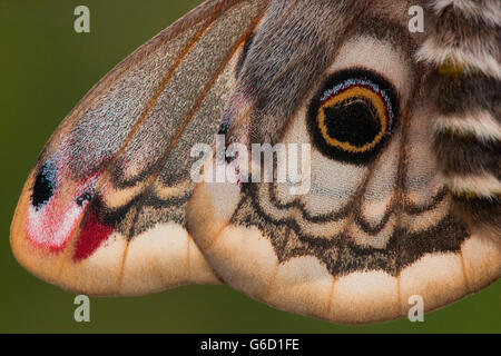 Kleine Kaiser-Motte, Weiblich, Deutschland / (Saturnia Pavonia) Stockfoto