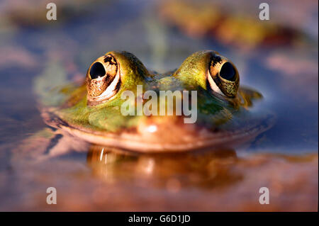 Pool Frosch, Deutschland / (außer Lessonae) Stockfoto