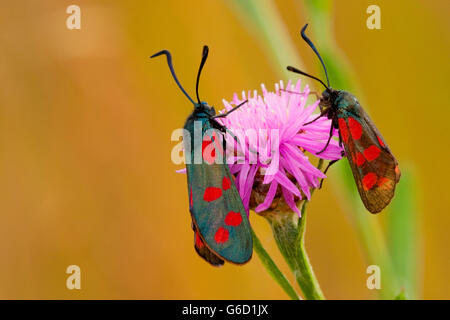 Sechs-Spot Burnet, zwei, Deutschland / (Zygaena Filipendulae) Stockfoto