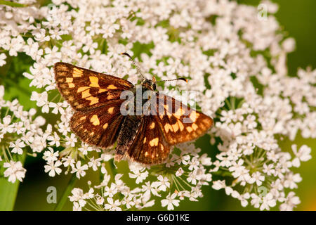 Karo-Skipper, Deutschland / (Carterocephalus Palaemon) Stockfoto