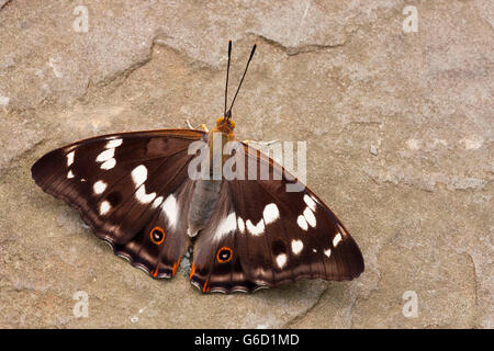 Lila Kaiser, Deutschland / (Apatura Iris) Stockfoto