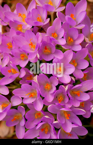 Wald, Krokusblüte, Deutschland / (Crocus Tommasinianus) Stockfoto