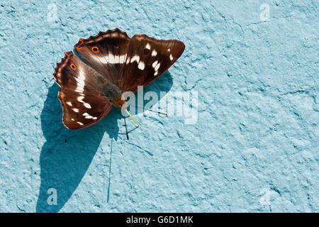 Lila Kaiser, Deutschland / (Apatura Iris) Stockfoto