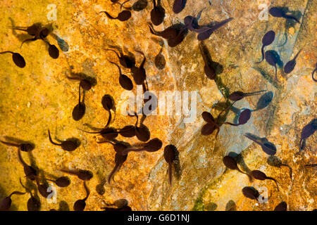 gemeinsamen Kröte, Kaulquappe, Deutschland / (Bufo Bufo) Stockfoto