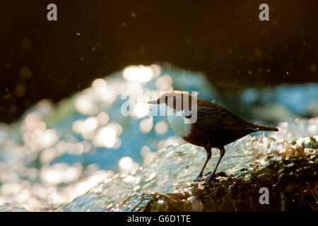 weißer-throated Schöpflöffel, Deutschland / (Cinclus Cinclus) Stockfoto