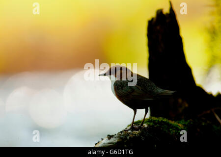 weißer-throated Schöpflöffel, Deutschland / (Cinclus Cinclus) Stockfoto