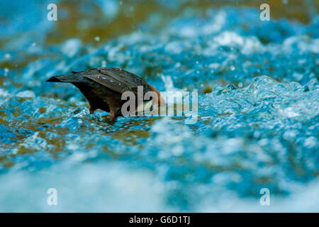 weißer-throated Schöpflöffel, Nahrungssuche, Tauchen, Deutschland / (Cinclus Cinclus) Stockfoto