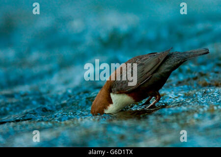 weißer-throated Schöpflöffel, Nahrungssuche, Tauchen, Deutschland / (Cinclus Cinclus) Stockfoto