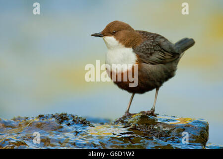 weißer-throated Schöpflöffel, Deutschland / (Cinclus Cinclus) Stockfoto