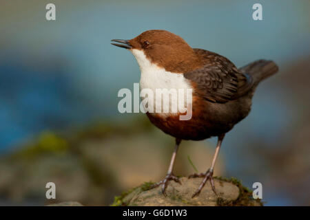 weißer-throated Schöpflöffel, Deutschland / (Cinclus Cinclus) Stockfoto