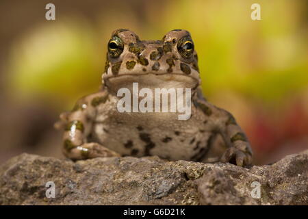 grüne Kröte, Deutschland / (Bufotes Viridis) Stockfoto