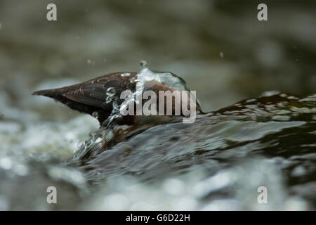 weißer-throated Schöpflöffel, Nahrungssuche, Tauchen, Deutschland / (Cinclus Cinclus) Stockfoto