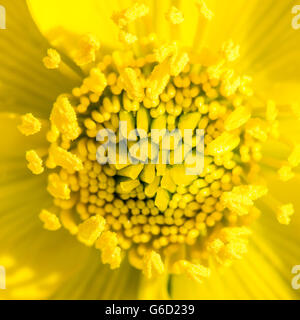 Makroaufnahme einer Blume Blüte gelb Marsh marigold Stockfoto
