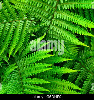 Eine üppige Schicht alpine Holz Farn (Dryopteris Wallichiana). Stockfoto