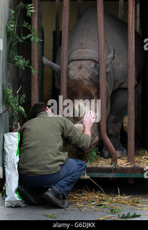 Rhino umgesiedelt Stockfoto