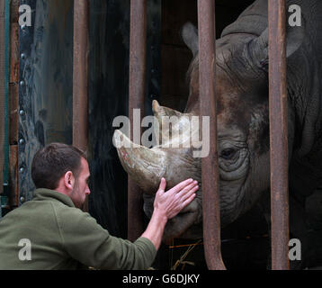 Rhino umgesiedelt Stockfoto