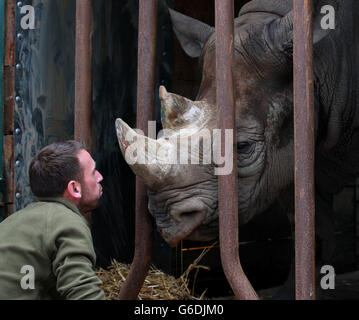 Nashornhüterin Gareth Chamberlain sagt Auf Wiedersehen zu Nashornweibchen Demara, als sie den Port-Lympne-Wildtierpark in der Nähe von Ashford, Kent, verlässt, um im Rahmen ihres Zuchtprogramms im Howletts-Wildtierpark ihr neues Zuhause zu finden. Stockfoto