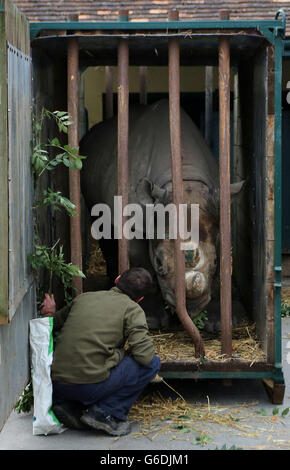 Rhino umgesiedelt Stockfoto