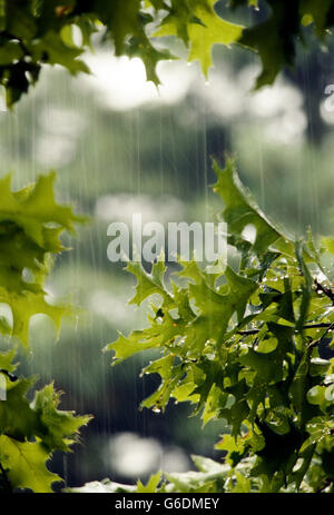 Silber-Ahorn-Baum-Blätter und Hintergrundbeleuchtung Tröpfchen einer harten Sommer-Regen-Dusche Stockfoto