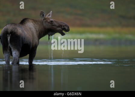 USA, Alaska, Denali National Park, Wasser gießt aus Elch Kuh (Alces Alces) Fütterung im Teich in der Nähe von Wonder Lake Stockfoto