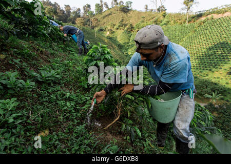 Ein junger Mann gießt Dünger am Fuße des jungen Kaffeepflanzen auf einer Kaffee-Farm in ländlichen Kolumbien. Stockfoto