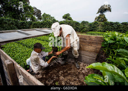 Zwei Männer laden junge Kaffeepflanzen in einen LKW vor dem Transport sie auf ein Feld, wo sie auf einem Bauernhof in Manizales, Kolumbien gepflanzt werden. Stockfoto