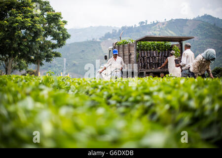 Arbeiter ernten junge Kaffeepflanzen, um sie auf andere Felder in Manizales, Kolumbien, zu verlagern. Stockfoto