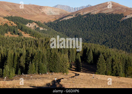 Ein Mann Wanderungen den Weg hinauf zur Hütte Schakal, White River National Forest, Colorado. Stockfoto