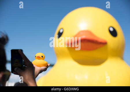 Ein Mann nimmt ein Bild von einem kleinen Rubber Duckie vor eine riesige Gummiente, die auf dem Display in Long Beach, Kalifornien, am 21. August 2014 war. Stockfoto