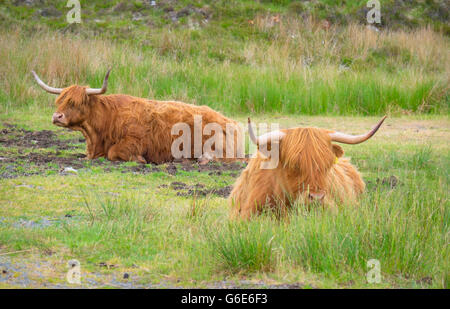 Hochlandrinder in Schottland Stockfoto