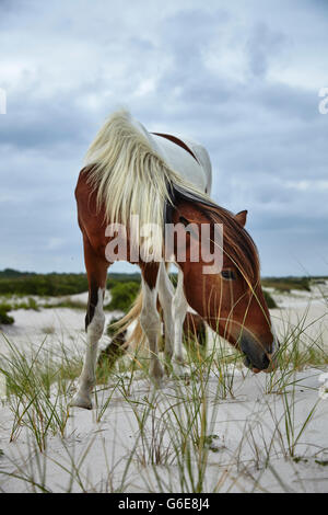 Ponys an einem Strand in den USA Stockfoto