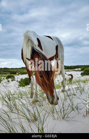 Ponys an einem Strand in den USA Stockfoto