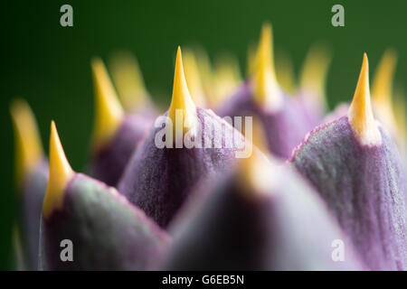 Stachelige Artischocke (Cynara Cardunculus) Blütenstand. Genießbare Gemüse, auch bekannt als die Karde, Detail des stacheligen Dornen auf bud Stockfoto