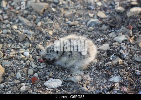 Junge Küstenseeschwalbe (Sterna Paradies) in einer exponierten felsigen Nest in der Nähe von Cambridge Bay, Nunavut Stockfoto