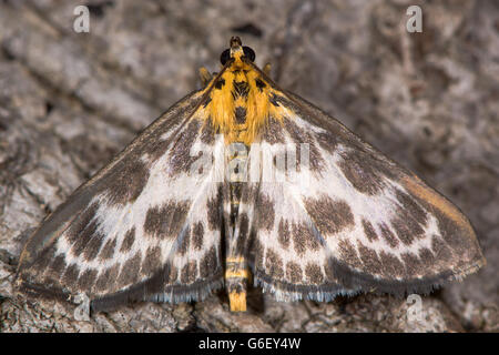 Kleine Elster Motte (Anania Hortulata). Kühn gemusterten Mikro Motte in der Familie Crambidae, ehemals zusammengewachsen Stockfoto