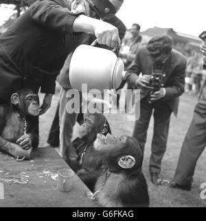 Unterhaltung - Schimpansen Tea-Party - London Zoo Stockfoto